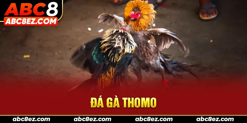Đá gà Thomo