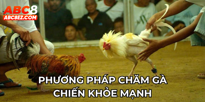 Phương pháp chăm gà chiến khỏe mạnh