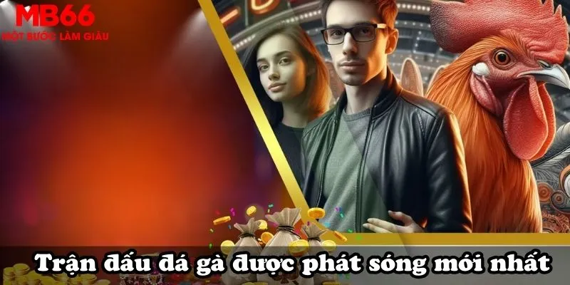 Trận đấu đá gà được phát sóng mới nhất